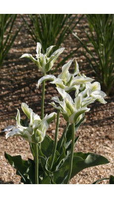GREEN STAR
